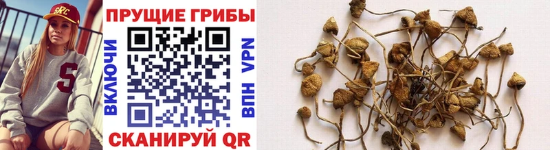 Псилоцибиновые грибы Cubensis  Купить закладки  Зуевка 